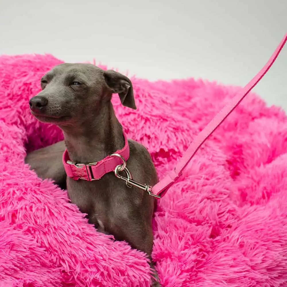 Das schicke Hundehalsband „Color Up“ - Pink 4legs.de