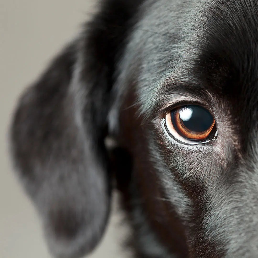 "Eye Drops" Sanfte Augentropfen für Hunde 4legs.de