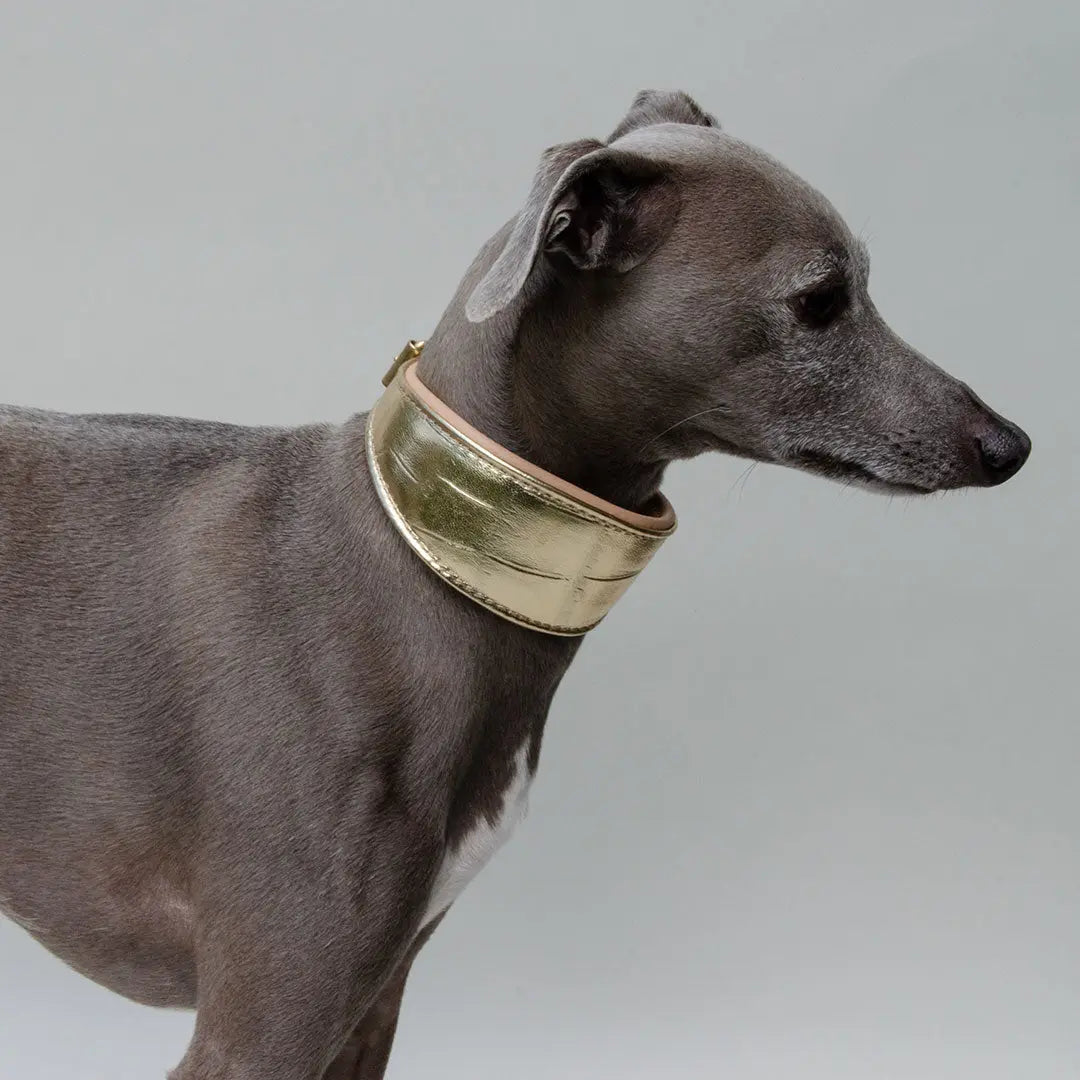 Gepolstertes Windhund-Halsband "Golden Glam" 4legs.de