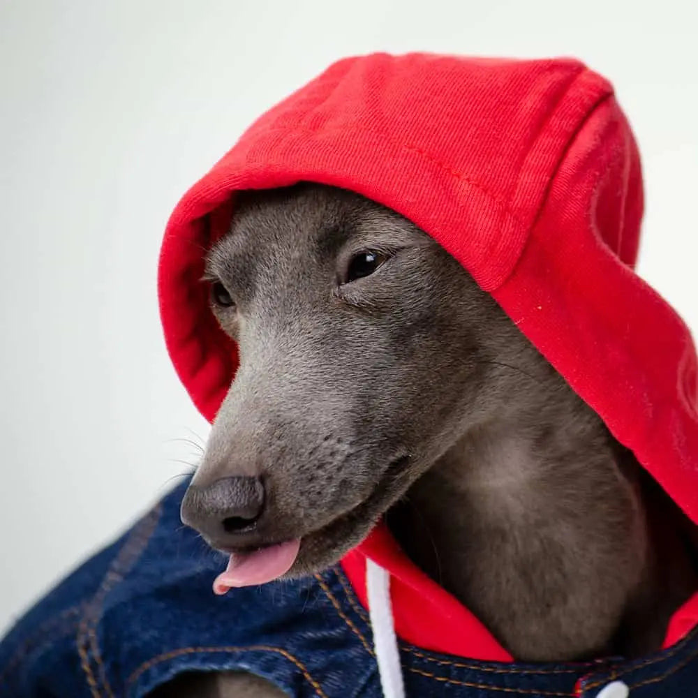 Ein Windspiel trägt die rote Hunde Jeansjacke mit aufgesetzter Kapuze.
