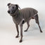 Hunde-Pulli 