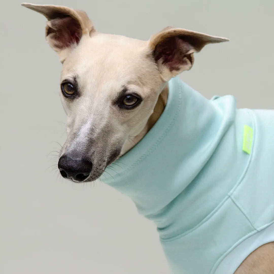 Hunde-Sweatshirt "COZY" - mint 4legs.de