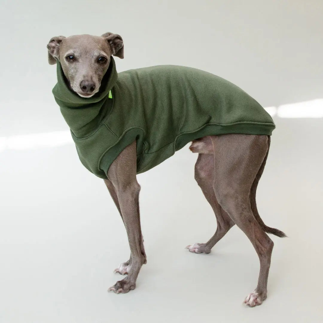 Hunde-Sweatshirt "COZY" - oliv 4legs.de