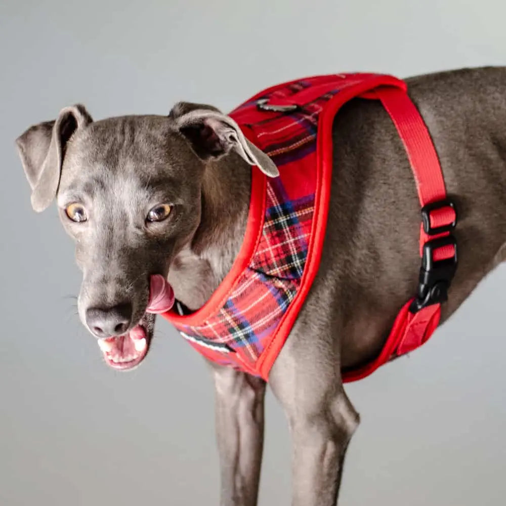 "Highland" ist ein Hundegeschirr + Leine, der durch seinen Komfort und seiner Sicherheit ein treuer Begleiter für jegliche Situationen ist.