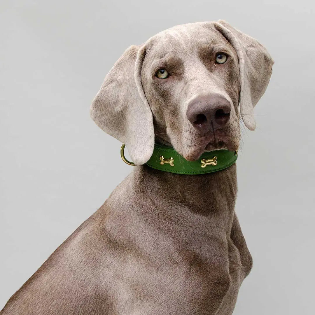 Hundehalsband "Golden Bone" - Green 4legs.de