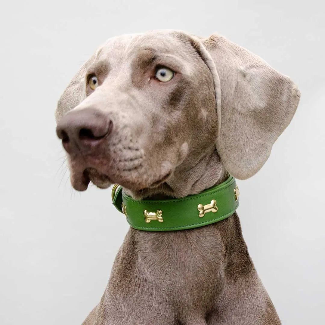 Hundehalsband "Golden Bone" - Green 4legs.de