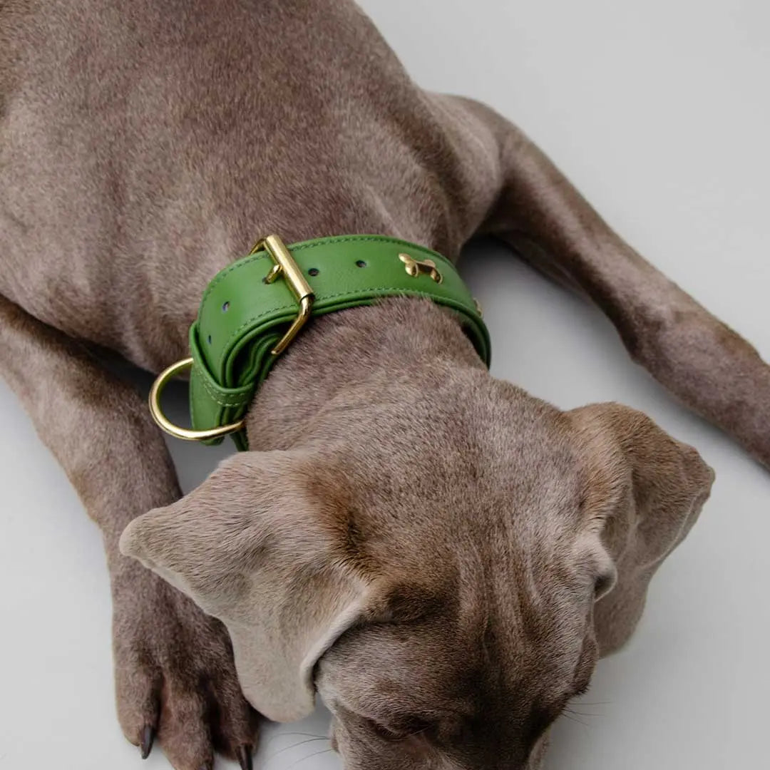 Hundehalsband "Golden Bone" - Green 4legs.de