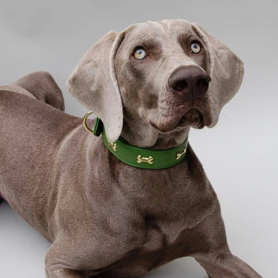 Hundehalsband "Golden Bone" - Green 4legs.de