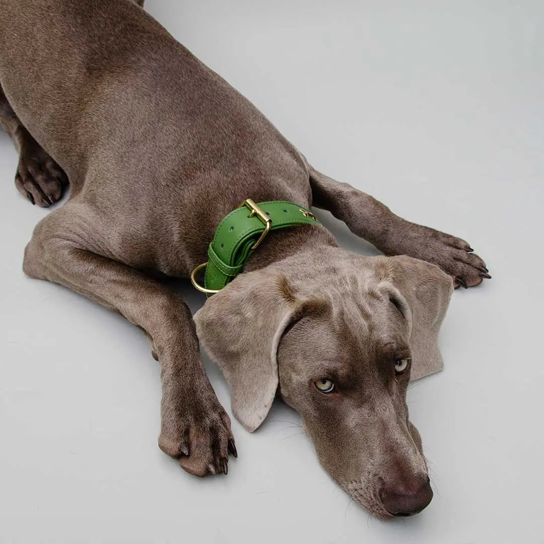 Hundehalsband "Golden Bone" - Green 4legs.de