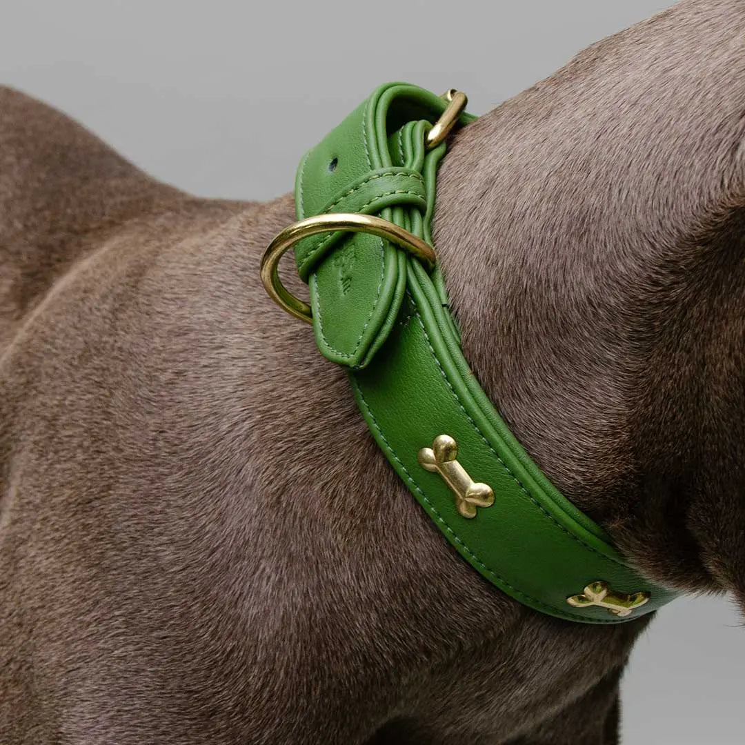 Hundehalsband "Golden Bone" - Green 4legs.de