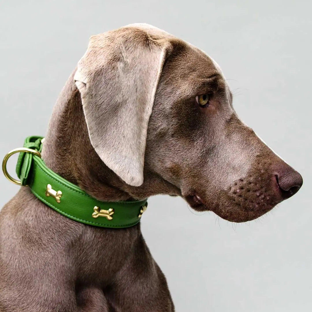 Hundehalsband "Golden Bone" - Green 4legs.de