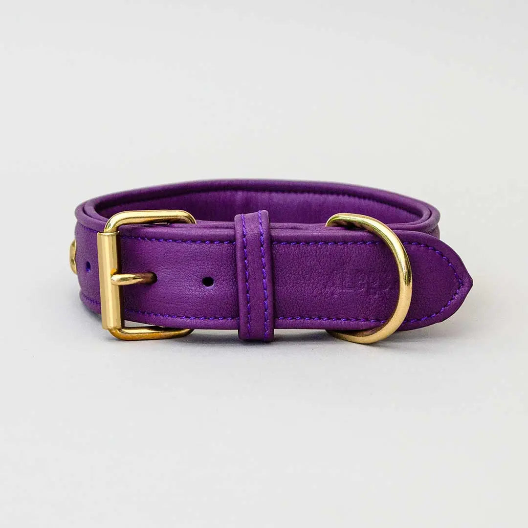 Hundehalsband "Golden Bone" - Lila 4legs.de