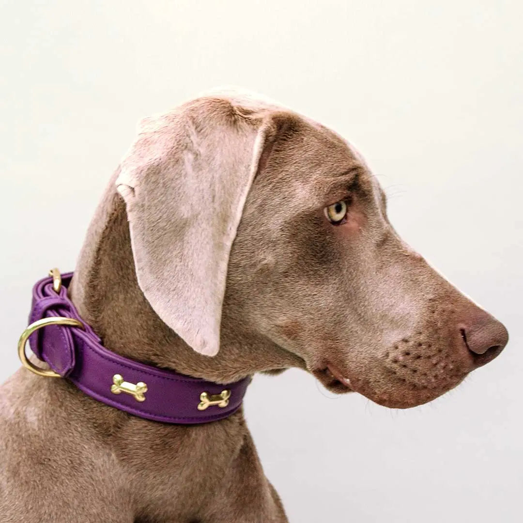 Hundehalsband "Golden Bone" - Lila 4legs.de