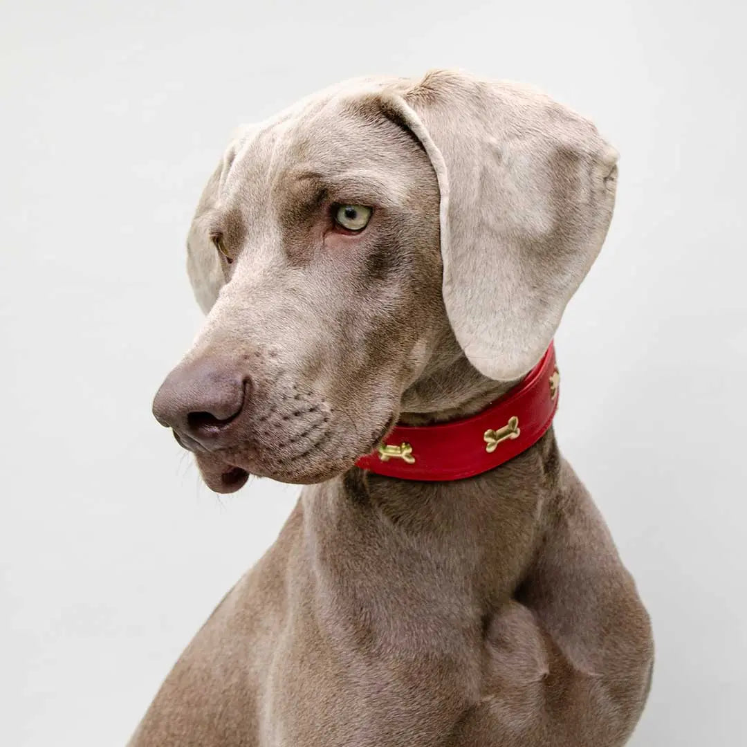 Hundehalsband "Golden Bone" - Red 4legs.de