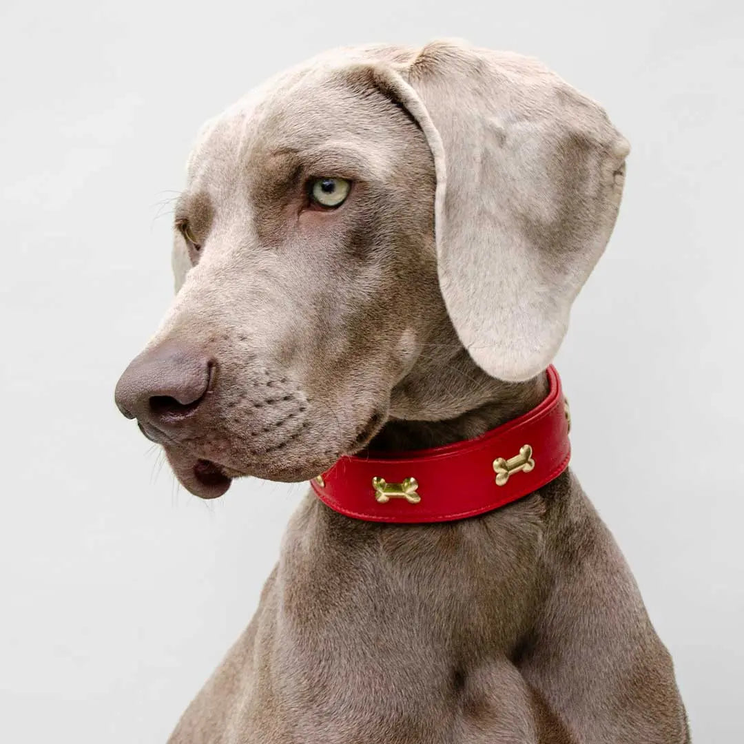 Hundehalsband "Golden Bone" - Red 4legs.de