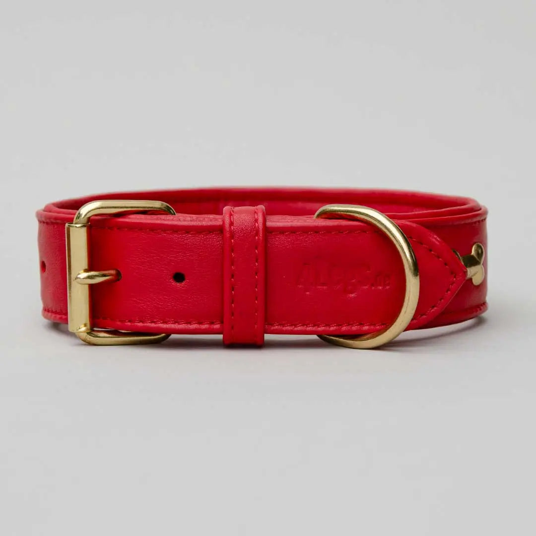 Hundehalsband "Golden Bone" - Red 4legs.de