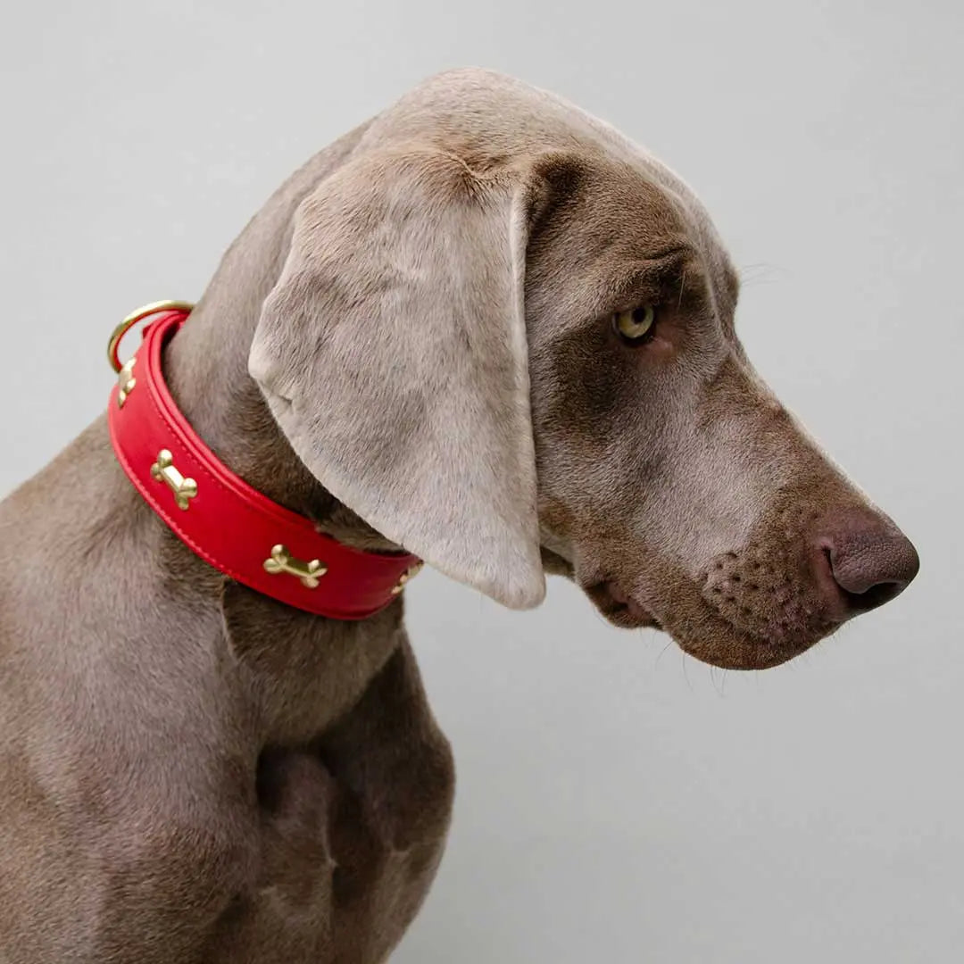 Hundehalsband "Golden Bone" - Red 4legs.de