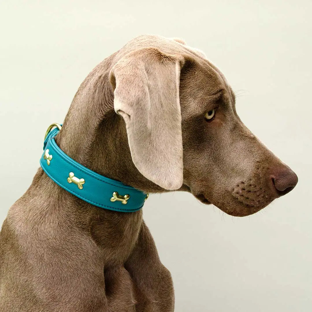 Hundehalsband "Golden Bone" - Türkis 4legs.de