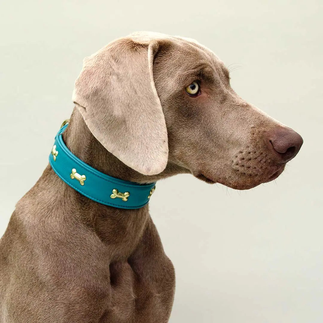 Hundehalsband "Golden Bone" - Türkis 4legs.de