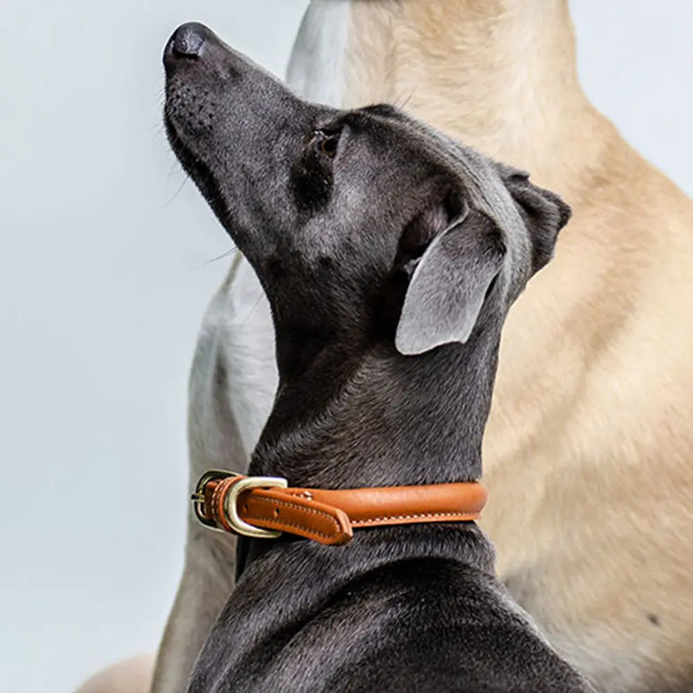 Hundehalsband aus Leder "simply chic" - London Tan 4legs.de