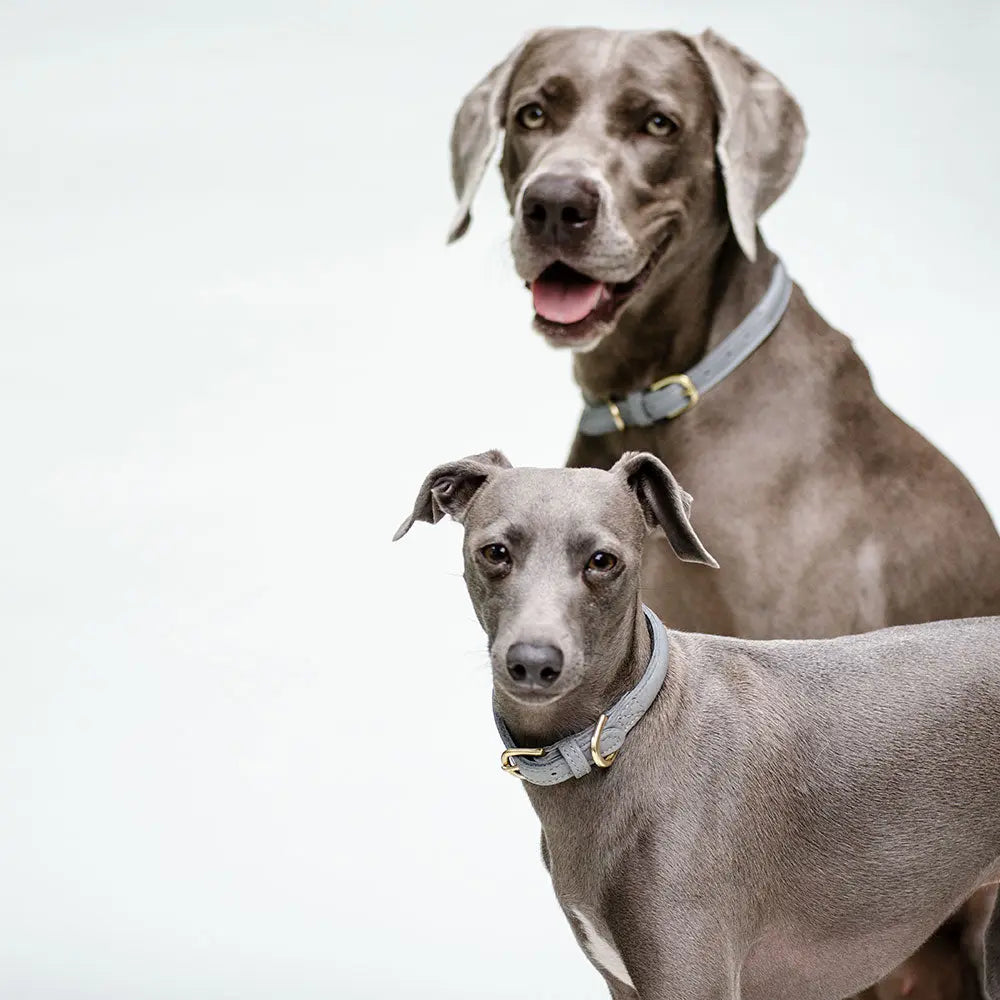 Hundehalsband aus Leder "simply chic" - grau 4legs.de