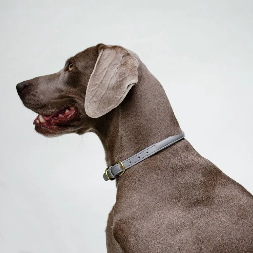 Hundehalsband aus Leder "simply chic" - grau 4legs.de