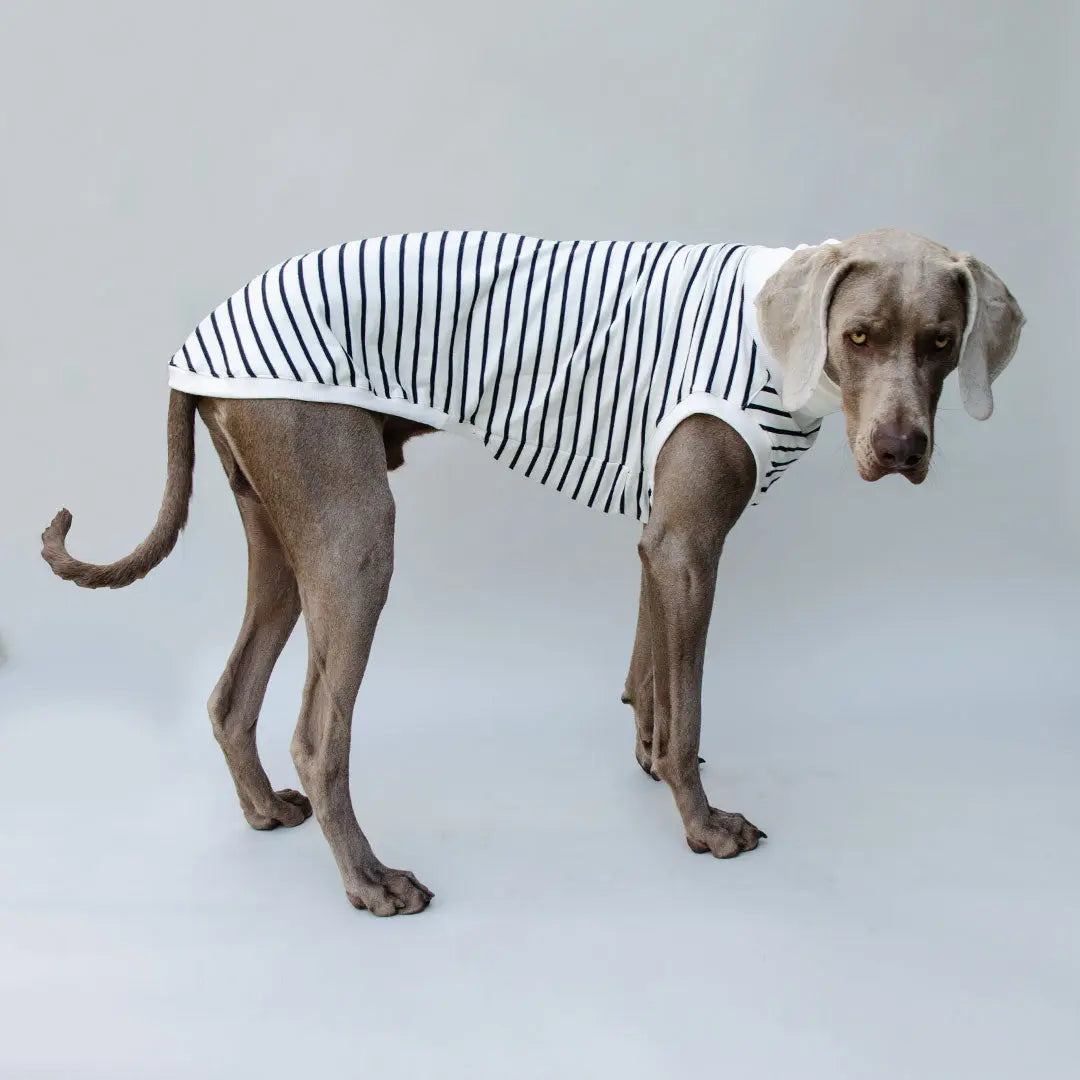 Hundeshirt "BRETAGNE" off white-streifen 4legs.de