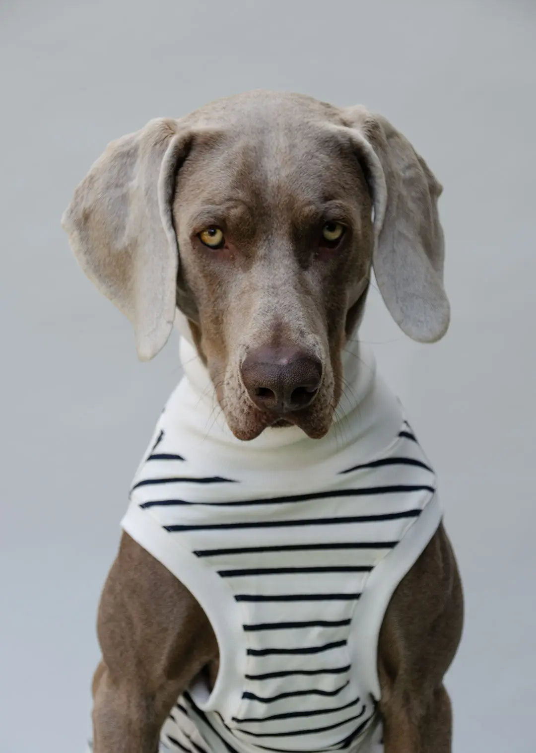 Hundeshirt "BRETAGNE" off white-streifen 4legs.de