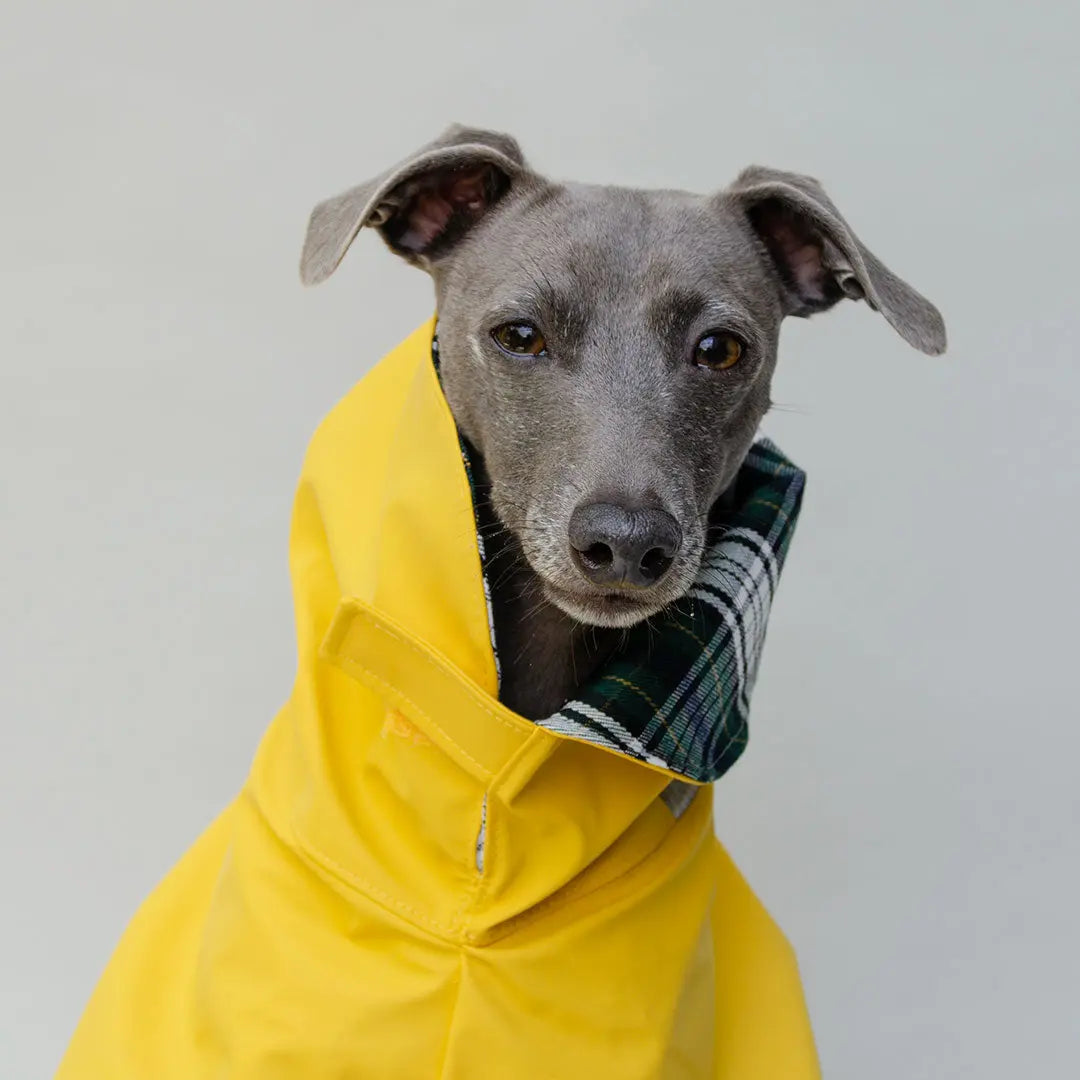 Regenmantel für Hunde "Safe From Rain" yellow 4legs.de