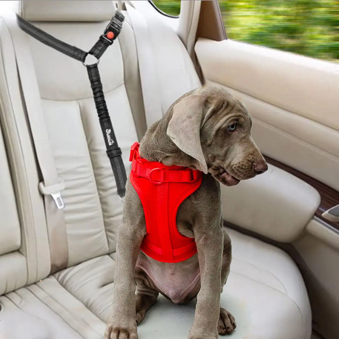 Sicherheitsgurt "Safety Belt Headrest" 4legs.de