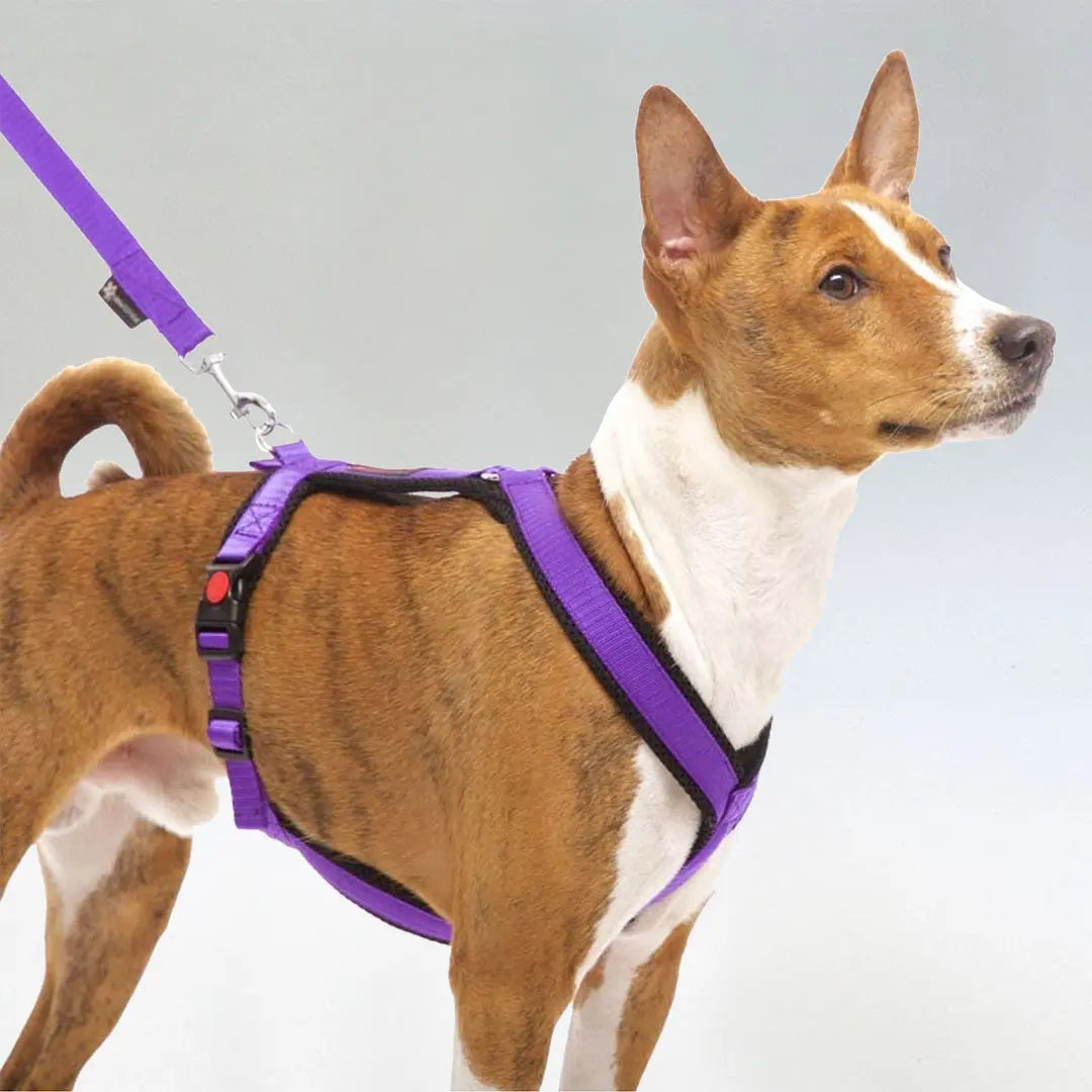 Sofa Dog Wear Sportgeschirr "Little" - purple 4legs.de