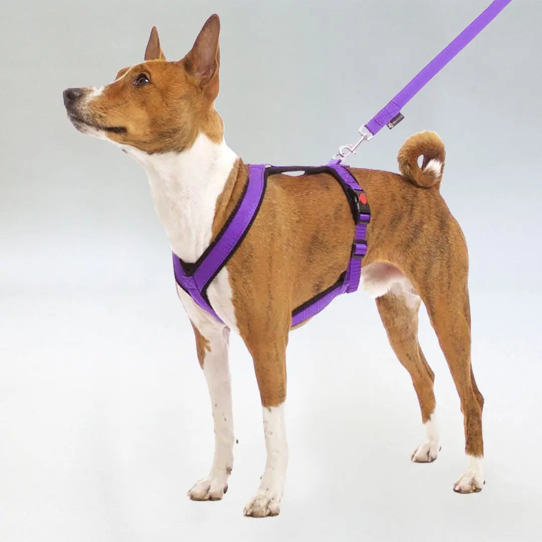 Sofa Dog Wear Sportgeschirr "Little" - purple 4legs.de