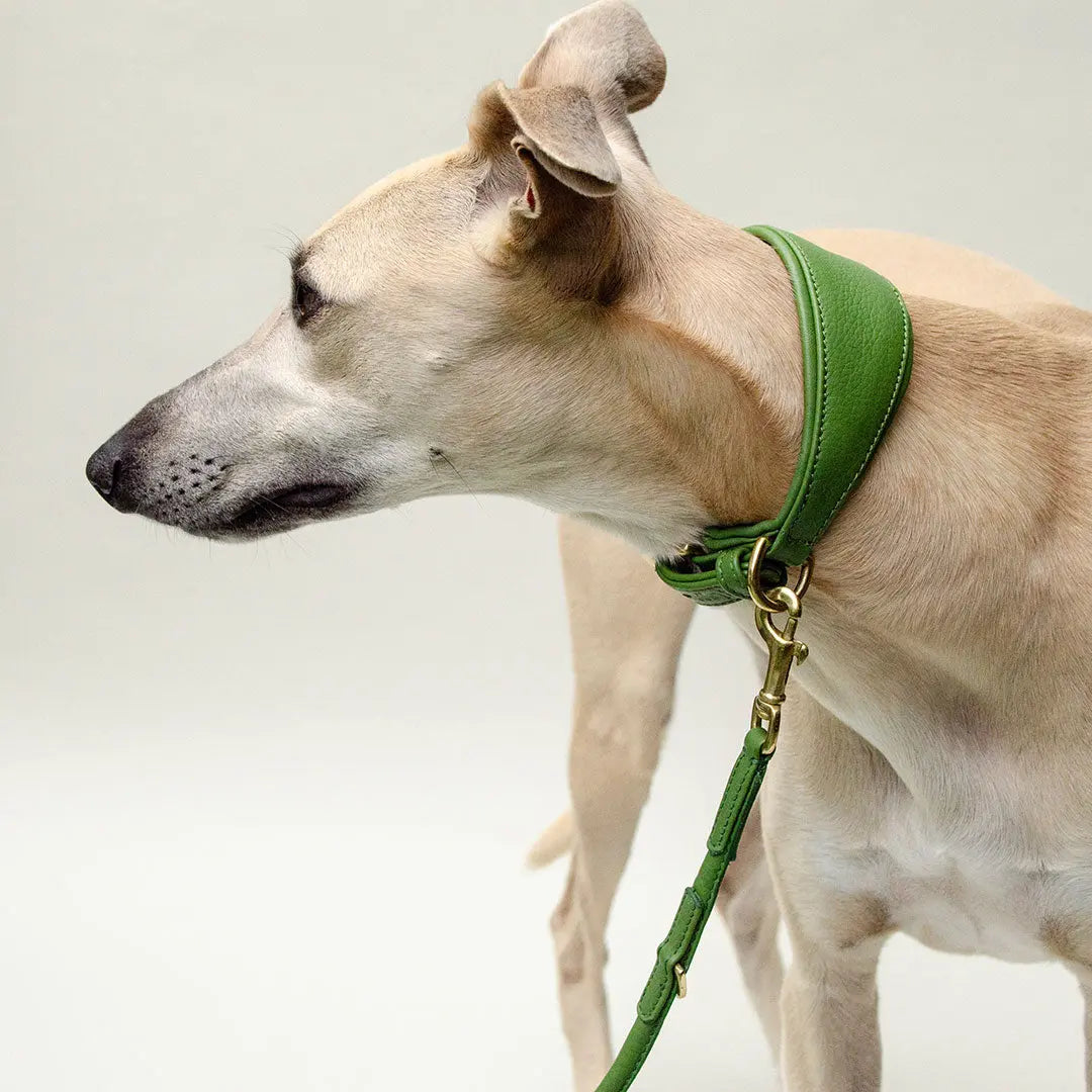 Windhund-Lederhalsband "Eden" - Green 4legs.de