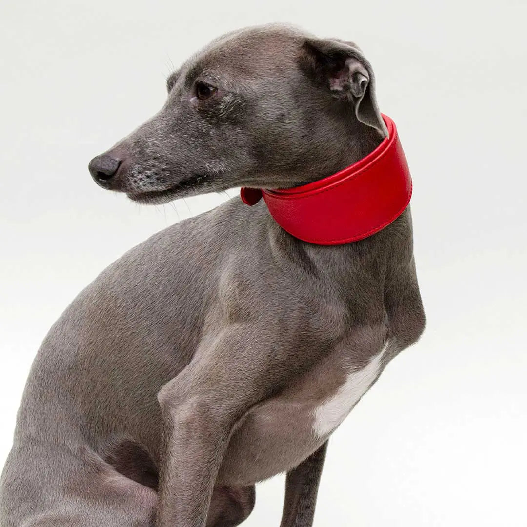 Windhund-Lederhalsband "Eden" - Red 4legs.de