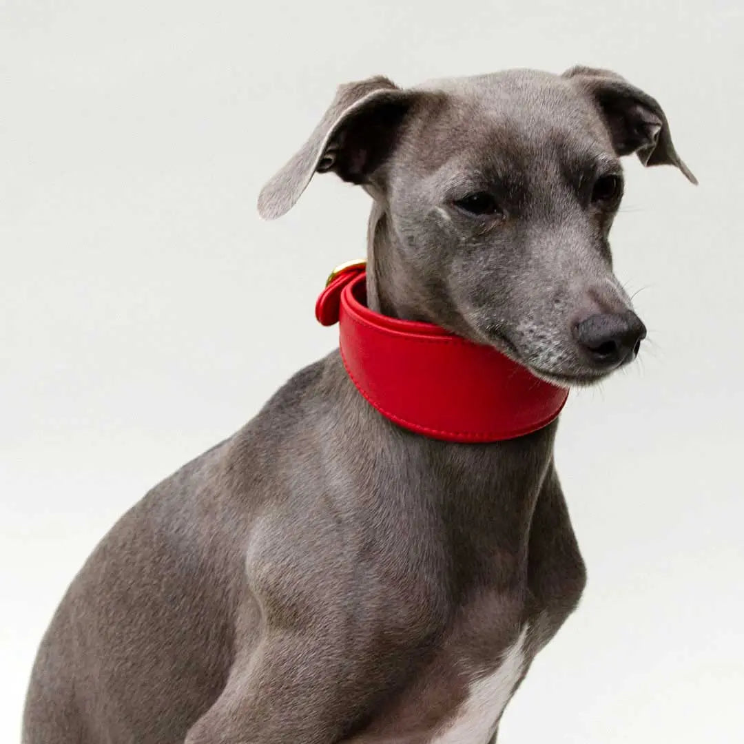 Windhund-Lederhalsband "Eden" - Red 4legs.de