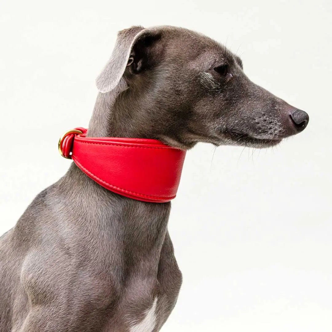 Windhund-Lederhalsband "Eden" - Red 4legs.de