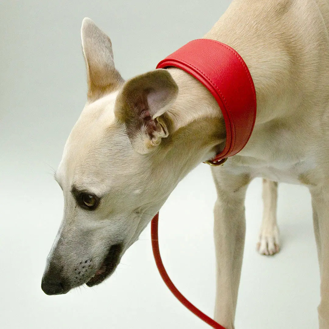 Windhund-Lederhalsband "Eden" - Red 4legs.de